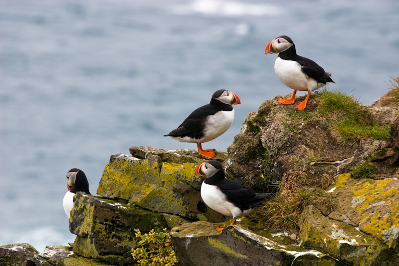 Atlantic Puffins